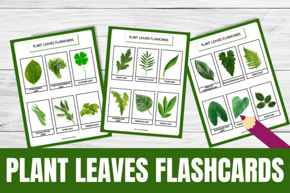 Download Botany Plant Leaves Flashcards - Botany Collection